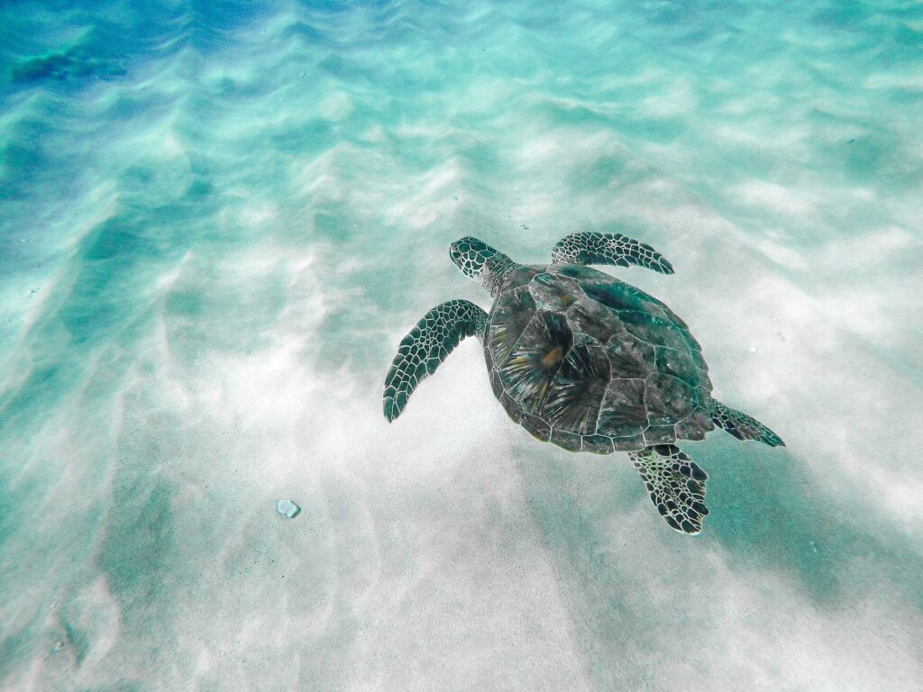 Gulf of Mexico Marine Life Still Declining Years After BP Spill Photograph illustrating: Gulf of Mexico Marine Life Still Declining Years After BP Spill
